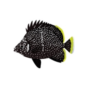 Wrought Iron Butterflyfish